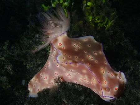 Ceratosoma trilobatum - Thanks Brian! by John M Akar 