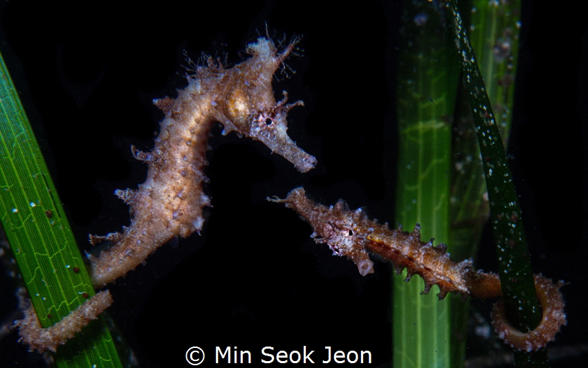 2 seahorses by Min Seok Jeon 