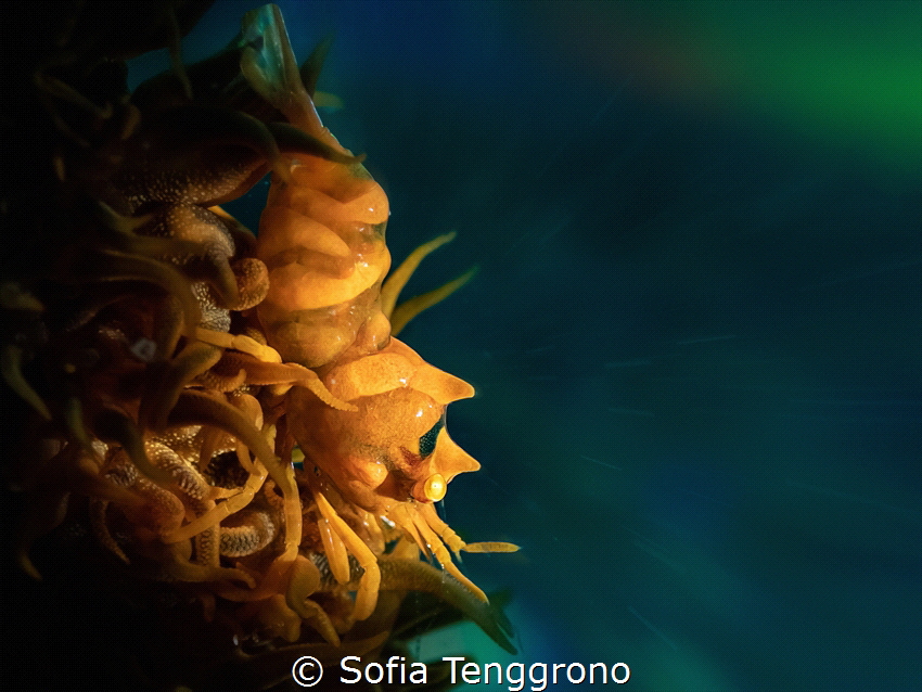Dasycaris zanzibarica by Sofia Tenggrono 