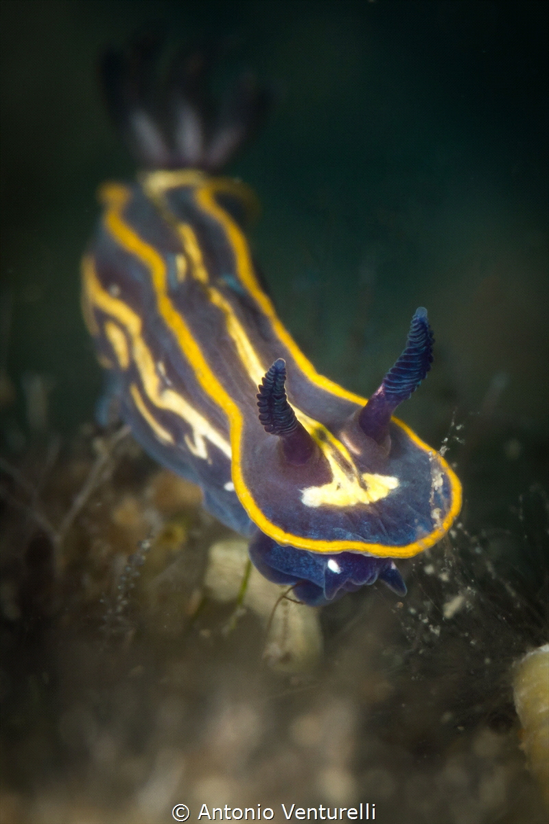 Felimare tricolor close up. Here I've cropped the shot a ... by Antonio Venturelli 