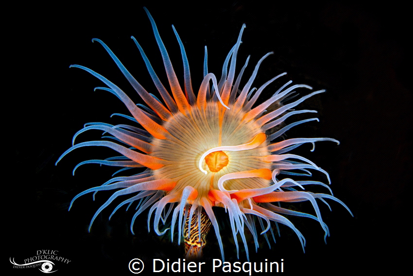 ANEMONE - NEMANTHUS ANNAMENSIS 
Mauritius 2022 by Didier Pasquini 