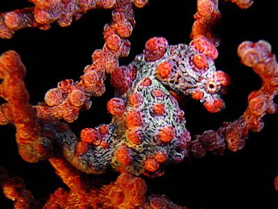 Just another Pigmy..., Lembeh Strait, with DX8000G + YS25 by Heru Suryoko 