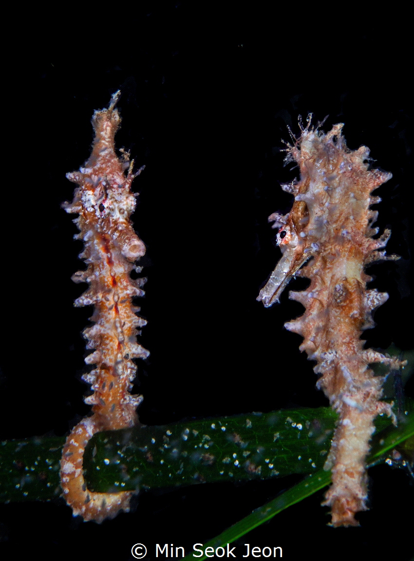 2 seahorses by Min Seok Jeon 