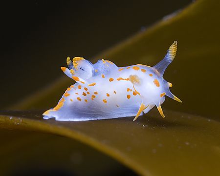 Polycera quadrilneata on kelp.
Scotland. D200,60mm. by Derek Haslam 