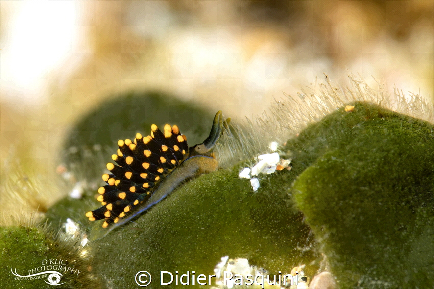 STILIGER AUREOMARGINATUS 
REUNION 2023 by Didier Pasquini 