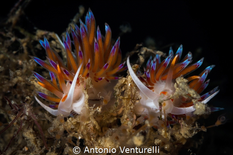 Cratena nudibranchs_August 2023
(Canon100, 1/200,f20,iso... by Antonio Venturelli 