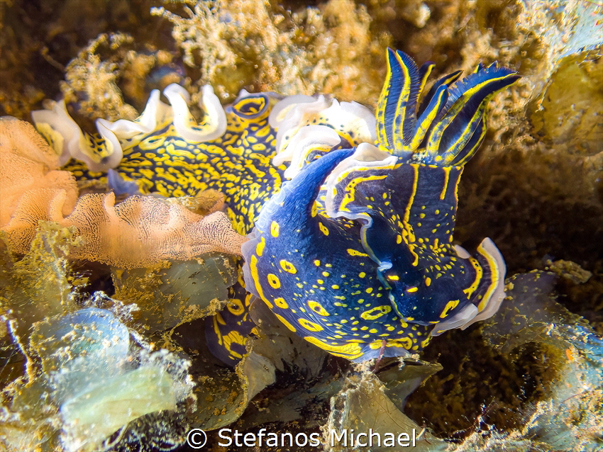 Dorid Nudibranch - Felimare picta by Stefanos Michael 