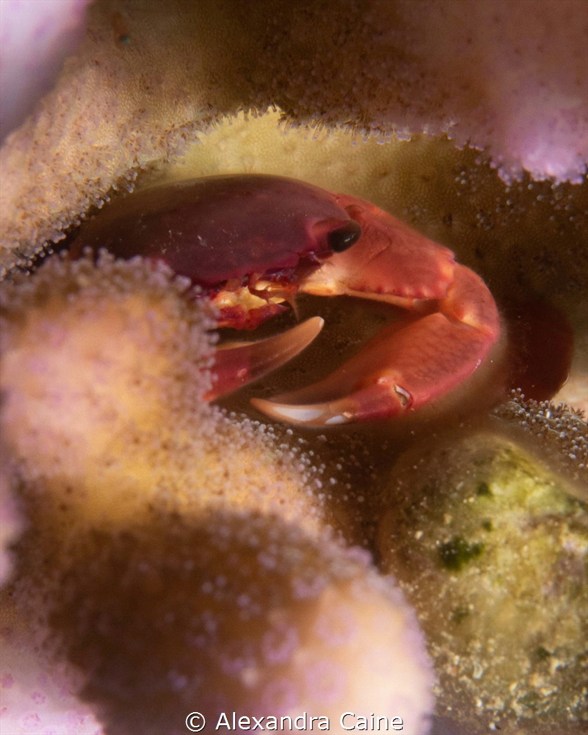 Convex reef crab (?)
F10, SS 1/320 ISO 125
CAnon G7X Mk... by Alexandra Caine 