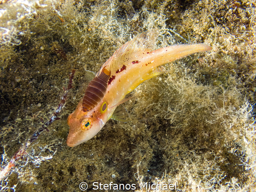 Wrasse - Pteragogus trispilus with an ectoparasite on it by Stefanos Michael 