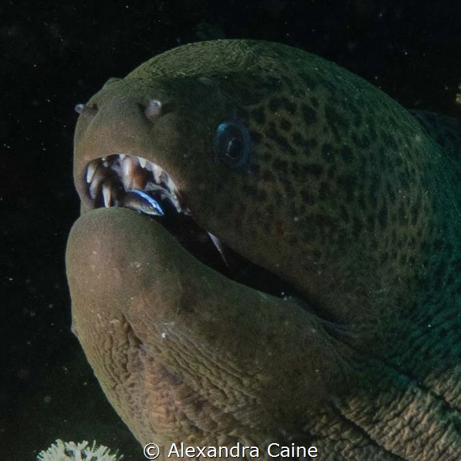 Giant Moray Eel with cleaner fish in it's mouth
Moray Ga... by Alexandra Caine 