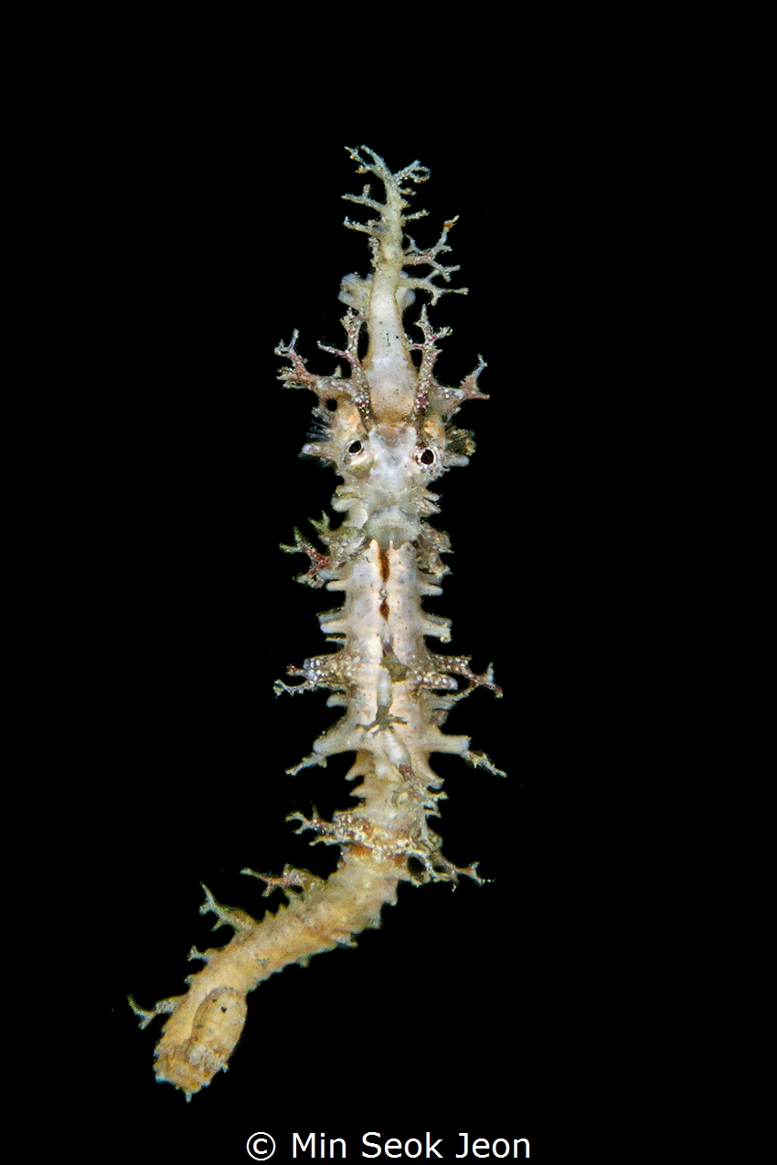 Seahorse by Min Seok Jeon 