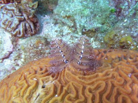 Chrismas Tree Worm
Of the Island of Utila by Marc Lavinthal 