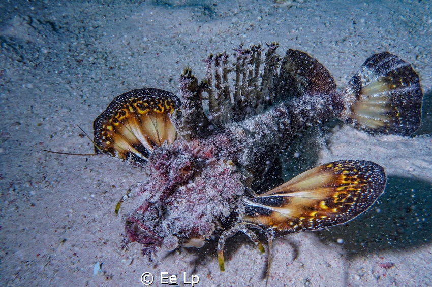 Inimicus filamentosus (Red Sea walkman) in the snow. (f/2... by E&e Lp 