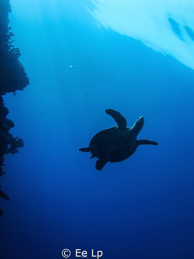 Eretmochelys imbricata (hawkbill seaturtle). (f/8, 1/250,... by E&e Lp 