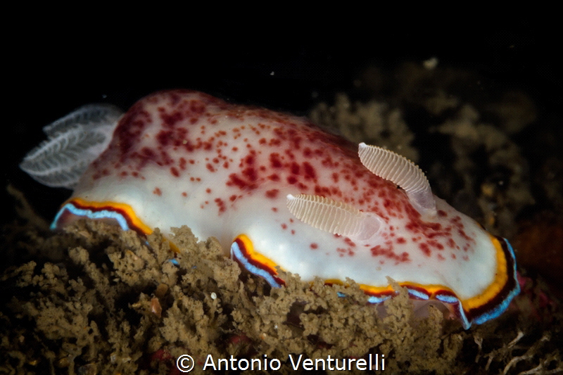 Chromodoris tricolor nudibranch_2023
(Canon100,1/250,f20... by Antonio Venturelli 