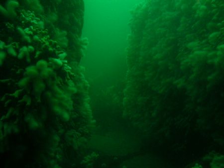 Sea & Sea Housing With Nikon Coolpix 5400. Taken While Di... by Kevin Hewitt-Devine 