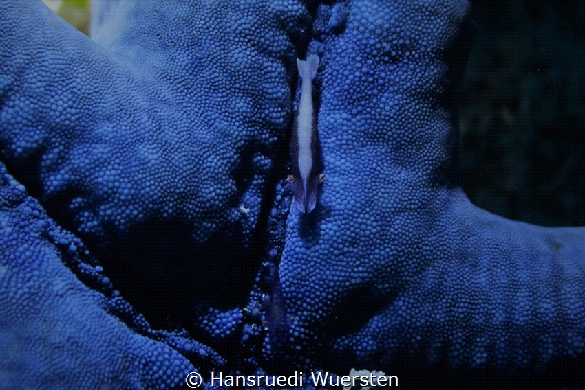 Emperor Shrimps on blue Seastar by Hansruedi Wuersten 