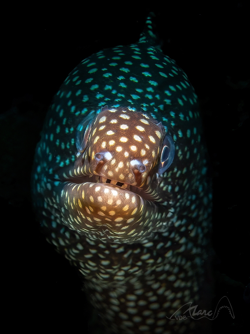 nose by Marc Van Den Broeck 