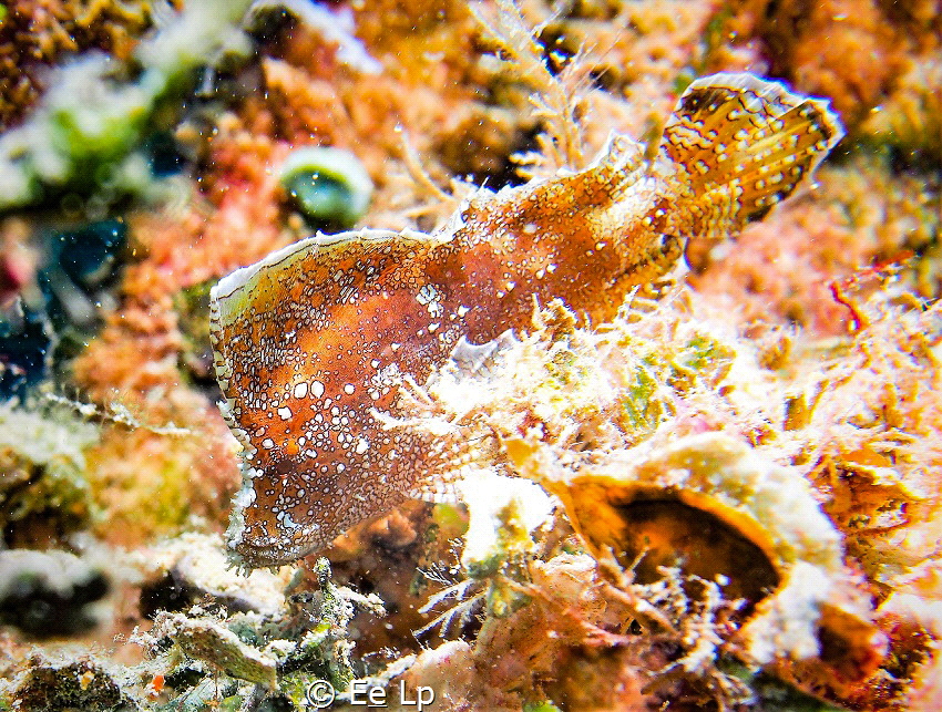 Ptarmus gallus (crested velvetfish). (f/8, 1/40, ISO-200,... by E&e Lp 