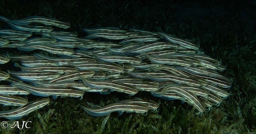 Schooling eel catfish
Dahab, Egypt
CAnon G7X MkII, 2 x ... by Alexandra Caine 