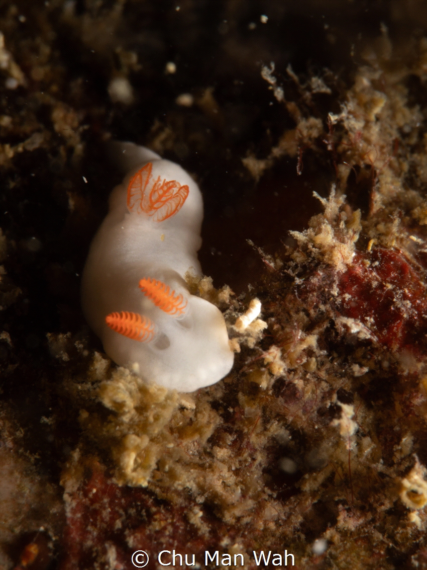 Verconia hongkongiensis
Special nudi in Hong Kong by Chu Man Wah 