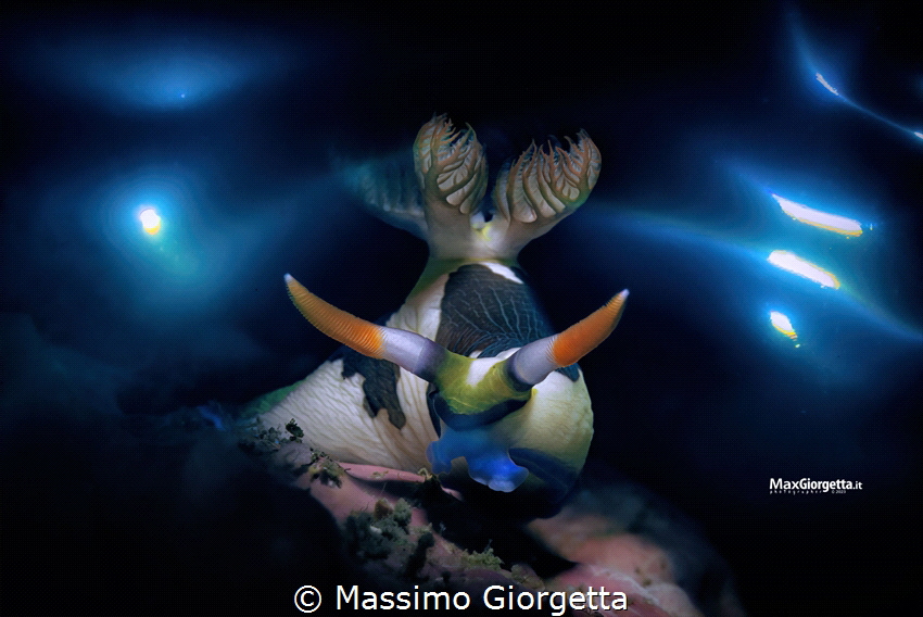 Nembrotha chamberlaini by Massimo Giorgetta 