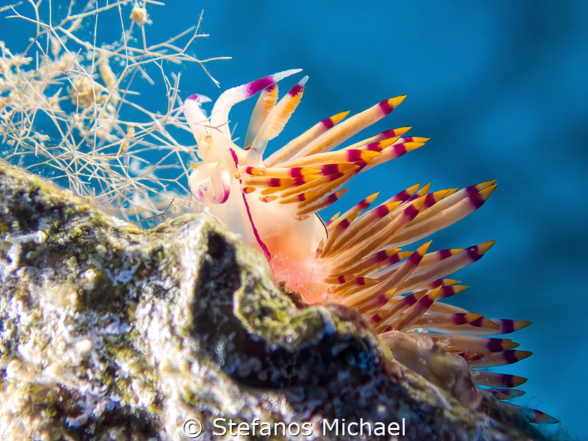 Red-lined flabellina - Coryphellina rubrolineata by Stefanos Michael 