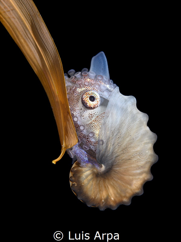 Juvenile paper nautilus (Argonauta argo) during a blackwa... by Luis Arpa 