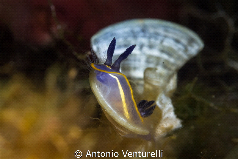 A Felimare nudi emerges from a seaweed called Padina pavo... by Antonio Venturelli 