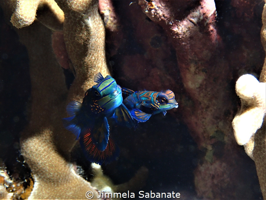 Taken on Madarinepoint CFD Moalboal (Nightdive) by Jimmela Sabanate 