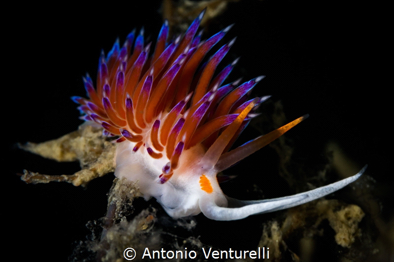 Cratena nudibranch_2023
(Canon100,1/200,f18,iso200) by Antonio Venturelli 