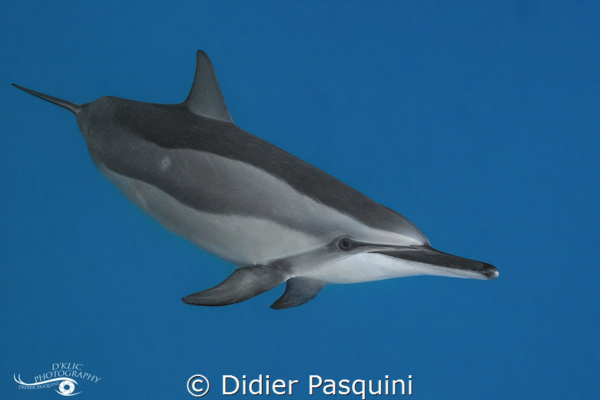 Stenella longirostris 
Mauritius 2023 by Didier Pasquini 