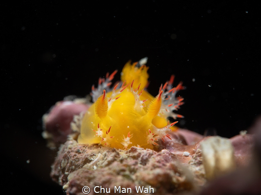 This is Kaloplocamus acutus , take this photo in hong kon... by Chu Man Wah 