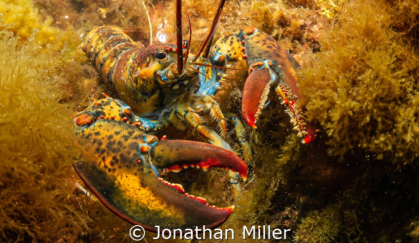 Atlantic lobster, Panasonic Lumix G7, Olympus Fisheye PRO by Jonathan Miller 