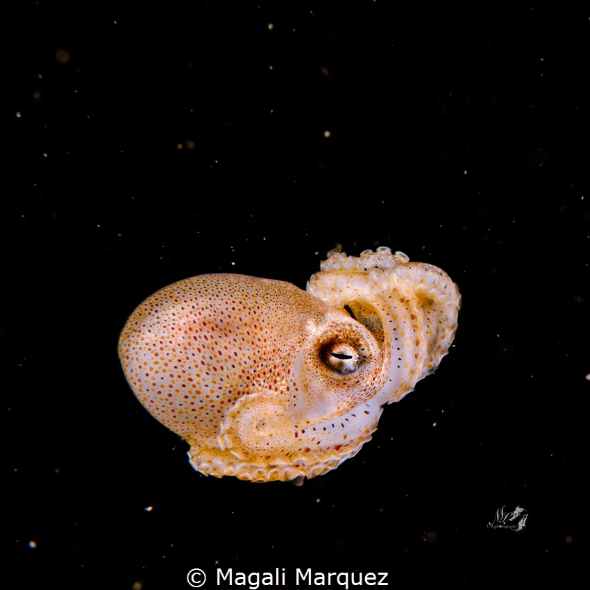 Octopus 
Bonfire diving by Magali Marquez 