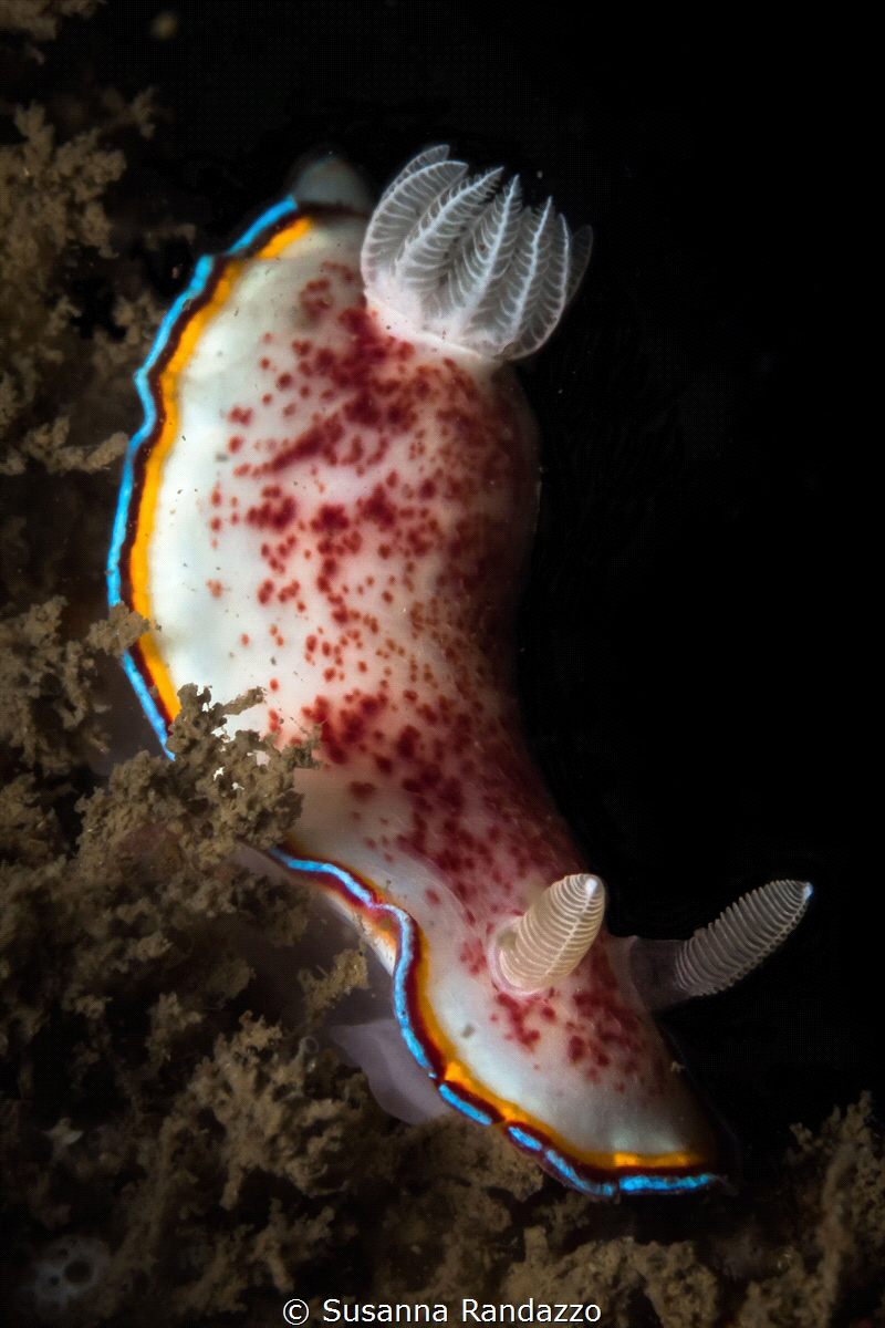Chromodoris tricolor_Goa_India_2023
(Canon60,1/200,f18,i... by Susanna Randazzo 