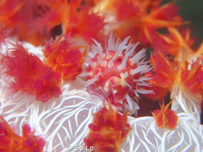 Primovula roseomaculata rolled up (f/8, 1/80, ISO-200, 42... by E&e Lp 