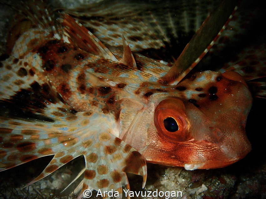 late night photos in komodo by Arda Yavuzdogan 