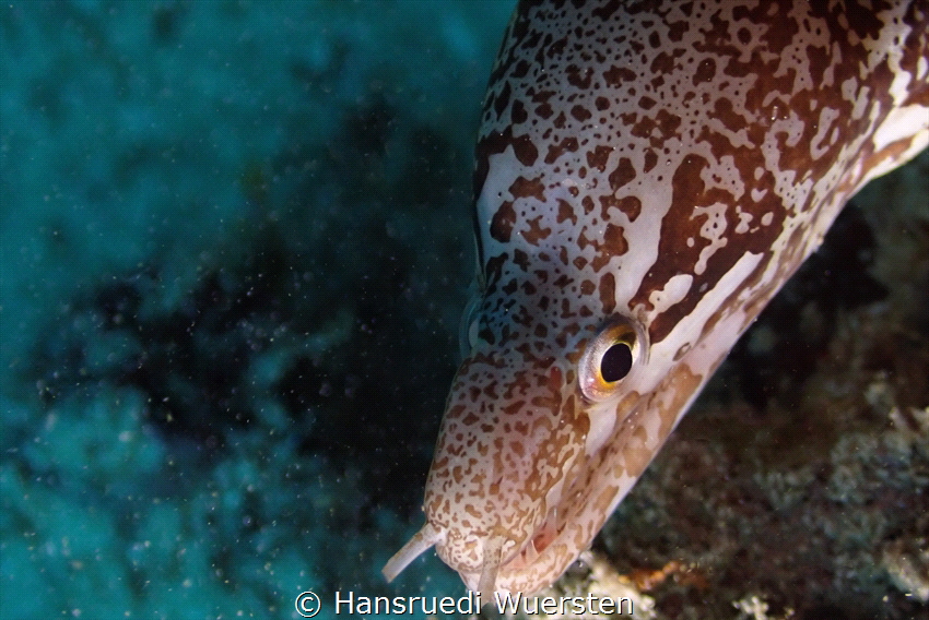 Eel by Hansruedi Wuersten 