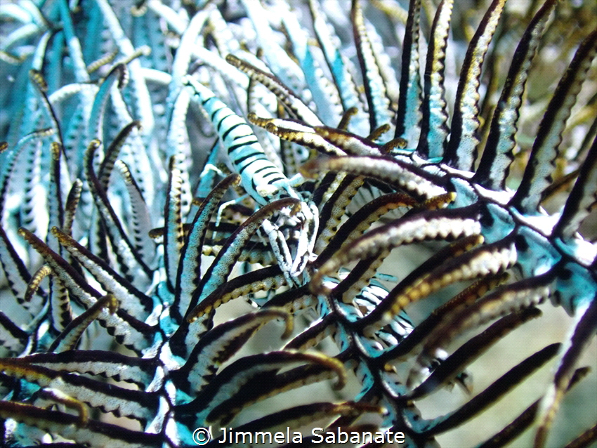Ambon Crinoid Shrimp, Featherstar Shrimp by Jimmela Sabanate 
