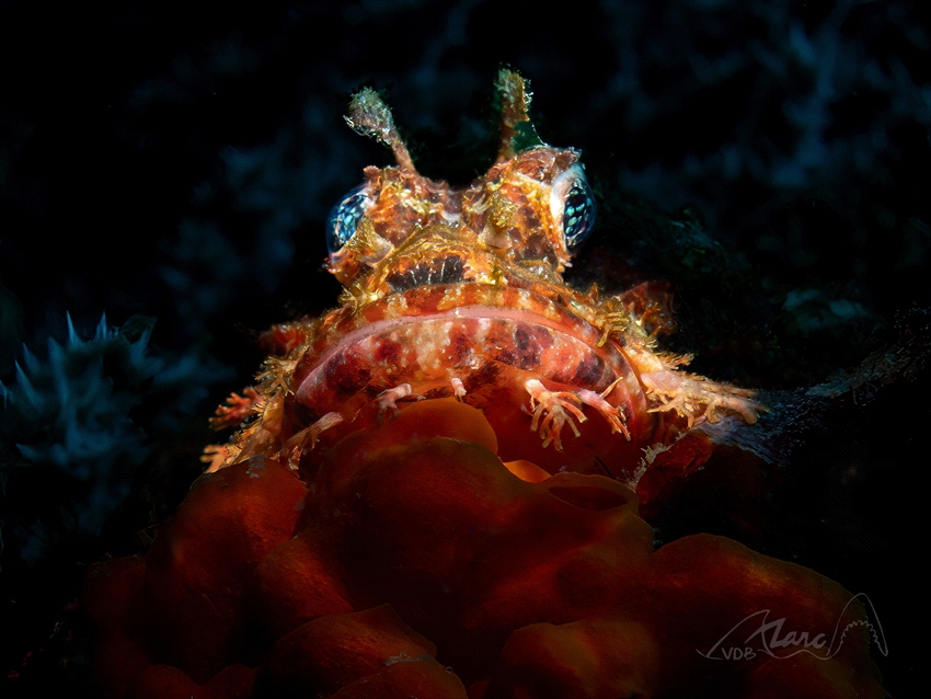 wide lips by Marc Van Den Broeck 
