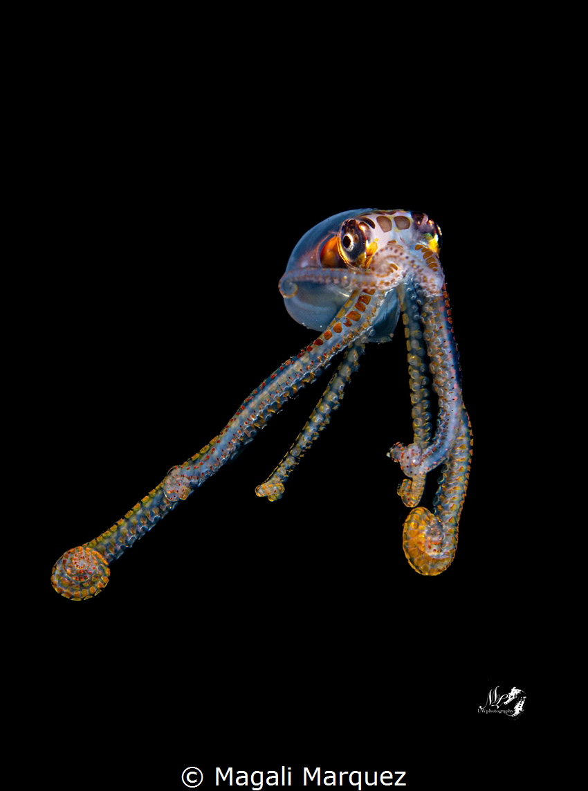 Octopus 
Bonfire diving 
Aguadilla Puerto by Magali Marquez 