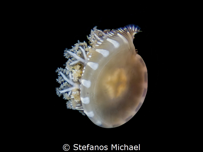 Upside-down Jellyfish - Cassiopea andromeda
 by Stefanos Michael 