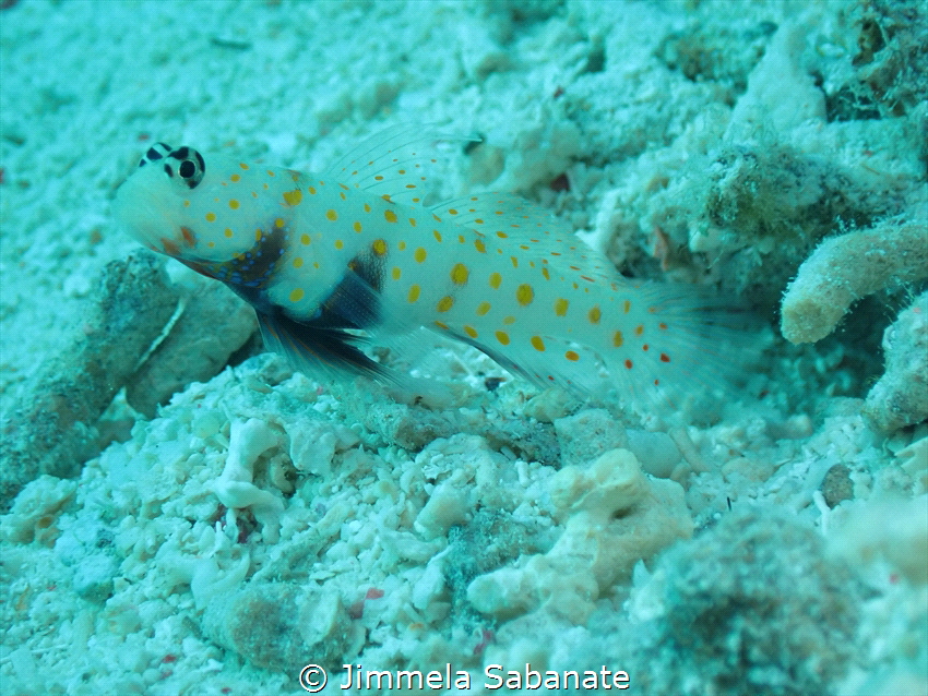 Goby taken with TG6 by Jimmela Sabanate 