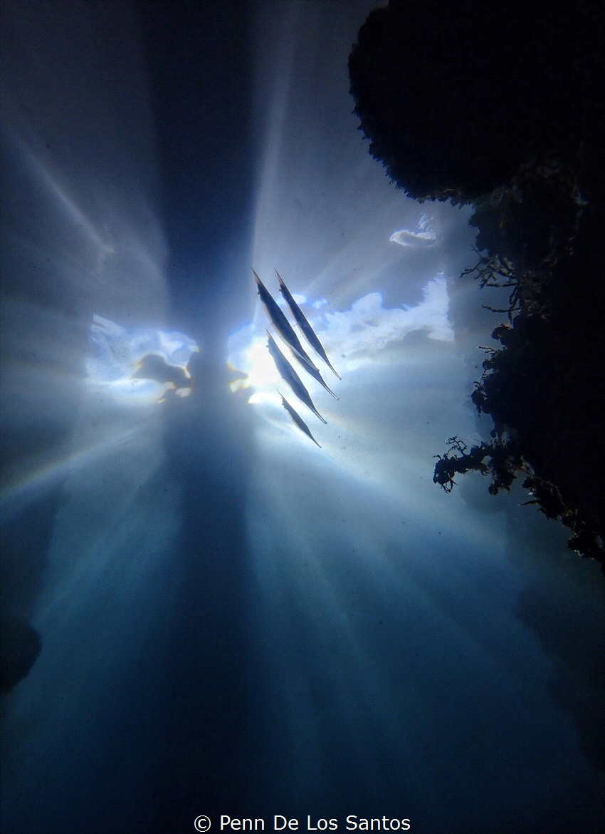 I was shooting macro when I noticed the sun giving out a ... by Penn De Los Santos 