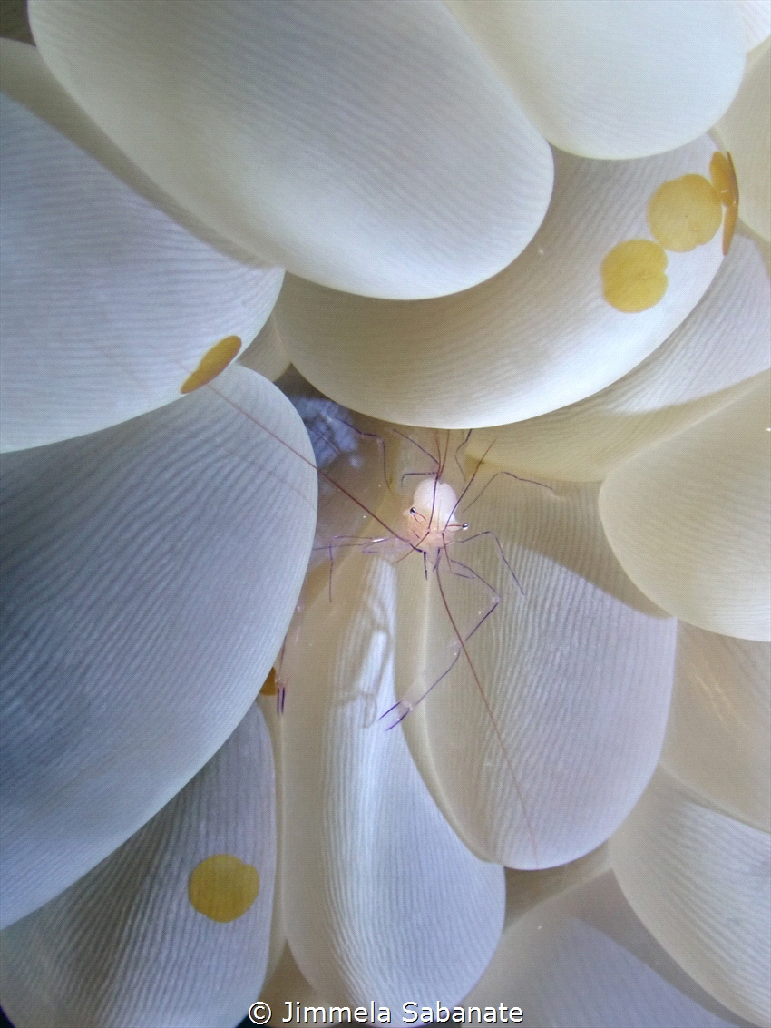 Bubble Anemone Shrimp by Jimmela Sabanate 