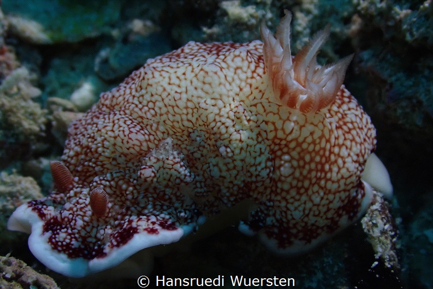 Nudibranch by Hansruedi Wuersten 