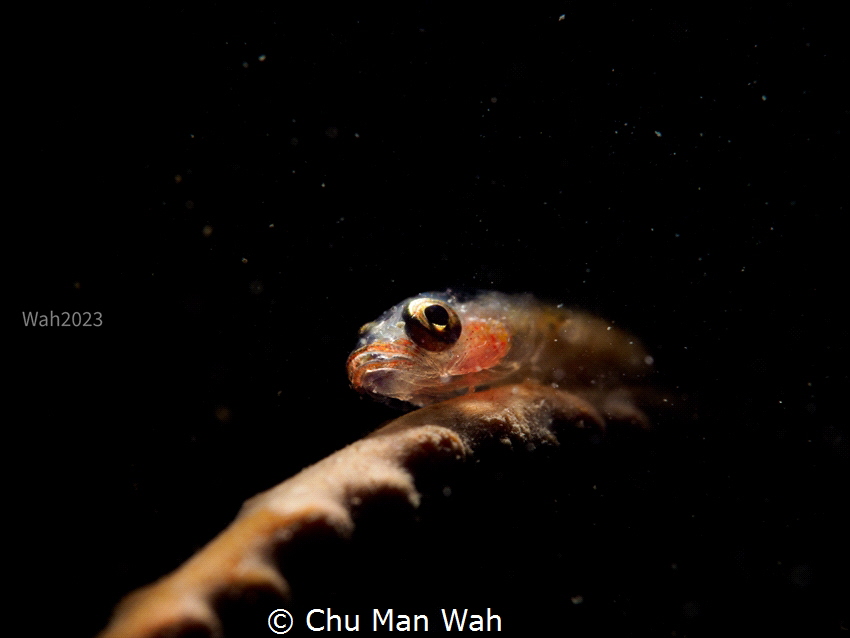 





This photo take in Hong Kong 
,  Find him on... by Chu Man Wah 