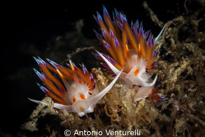 Two Cratena are quietly feeding on hydroids in the sea of... by Antonio Venturelli 