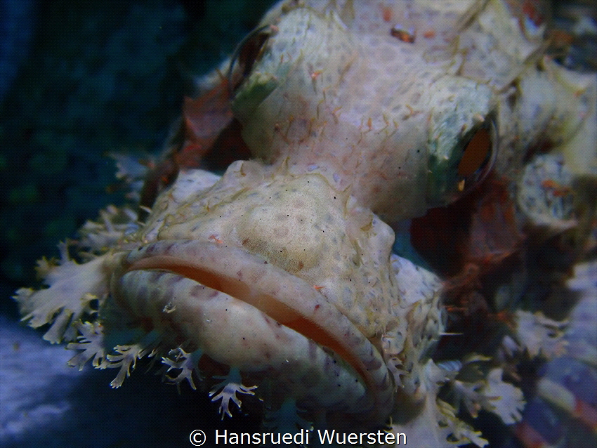 Scorpionfish by Hansruedi Wuersten 